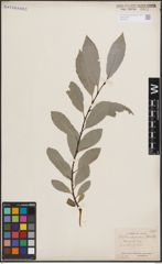 Foto von Salix discolor Muhl.